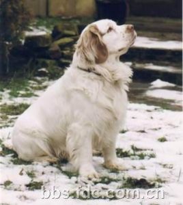 克倫伯長耳獵犬