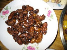 油炸蟬猴 油炸蟬猴