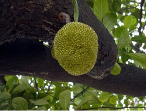 長圓葉波羅蜜 長圓葉波羅蜜