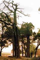 鳳凰台古柏 鳳凰台古柏