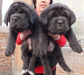 紐波利頓 紐波利頓