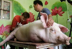 （圖）正在接受紋身的豬