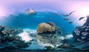 海洋生態系 海洋生態系