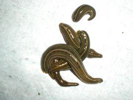 蛭[蛭綱生物的統稱]