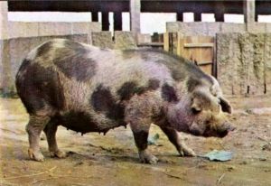 波中花豬 波中花豬