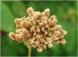 蛇床子[中草藥]