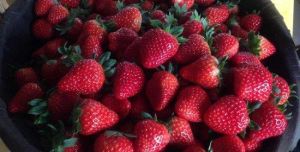 甪直圓曉果品種植採摘園 甪直圓曉果品種植採摘園