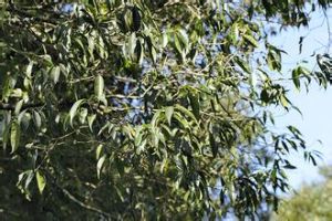 銳葉木犀 銳葉木犀