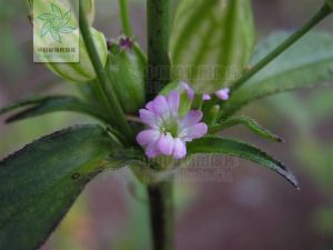 無毛女婁菜 無毛女婁菜
