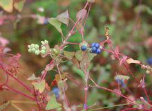 扛板歸[蓼科蓼屬植物]