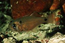 條長鰭天竺鯛 條長鰭天竺鯛