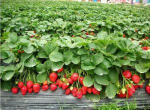 哈爾濱北大荒有機草莓園