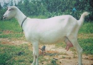 嶗山奶山羊 嶗山奶山羊