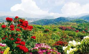 貴州百里杜鵑國家森林公園 貴州百里杜鵑國家森林公園