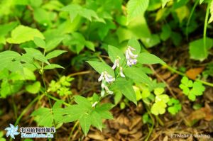 東北山黧豆 東北山黧豆