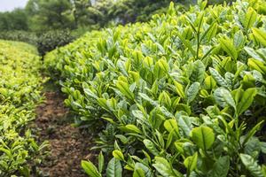 可制茶率 可制茶率