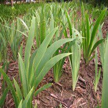 平葉燕尾蘚 平葉燕尾蘚