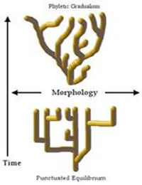 間斷平衡論 間斷平衡論
