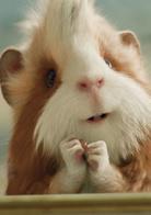 豚鼠特工隊[美國2009年霍伊特·耶特曼執導電影]