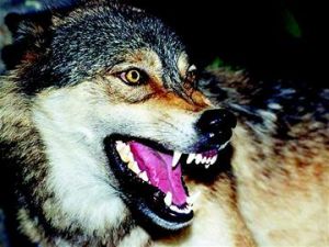 天山灰狼 天山灰狼