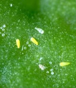 葡萄癭蟎 葡萄癭蟎