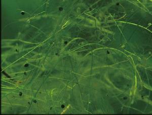 絲葉狸藻 絲葉狸藻