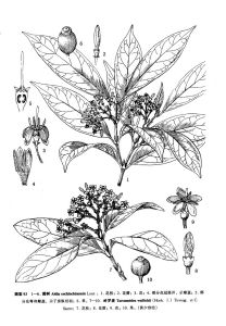 來源：中國植物志原版墨線圖