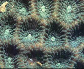 粗糙菊花珊瑚