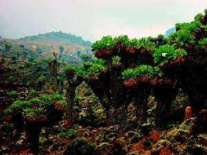魯文佐里山脈 魯文佐里山脈