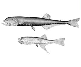 長鑽光魚 長鑽光魚