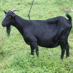 會東黑山羊 會東黑山羊