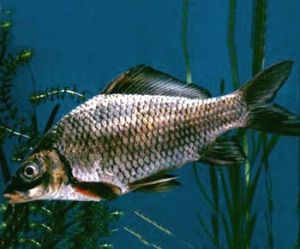 平舟原纓口鰍 平舟原纓口鰍