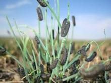 草原葉甲 草原葉甲