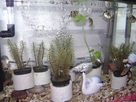 玫瑰扯旗魚 玫瑰扯旗魚