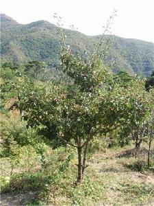 山楂樹[落葉喬木植物]