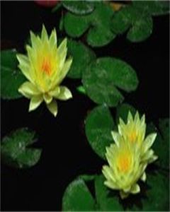 墨西哥黃睡蓮 墨西哥黃睡蓮