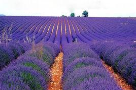 十大花海 十大花海