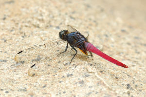 赤褐灰蜻 赤褐灰蜻