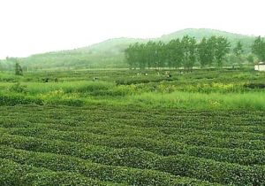 毛集農業生態旅遊景區 毛集農業生態旅遊景區