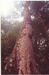 蘿蔔岩自然保護區