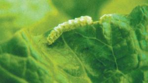 菜粉蝶絨繭蜂幼蟲