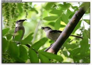 小灰山椒鳥 小灰山椒鳥