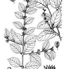 對刺藤屬 對刺藤屬