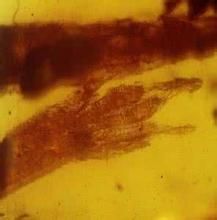 緬甸壁虎 緬甸壁虎