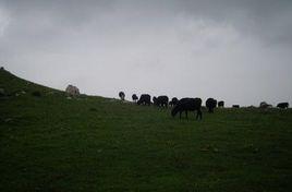 阿西里西大草原 阿西里西大草原