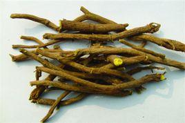 黃芩民勤群體 黃芩民勤群體