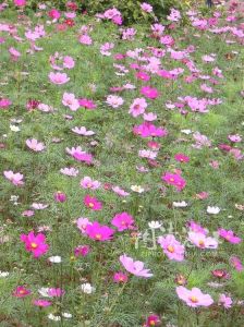 競相怒放 競相怒放