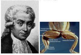 死蛙運動 死蛙運動