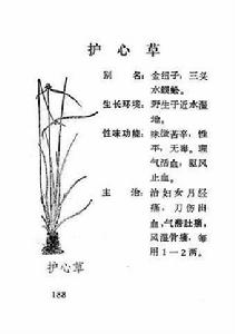 護心草 護心草