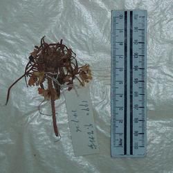 興安糖芥(變種) 興安糖芥(變種)